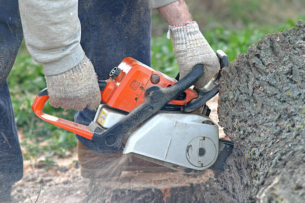 Best Fruit Tree Pruning  in La Palma, CA