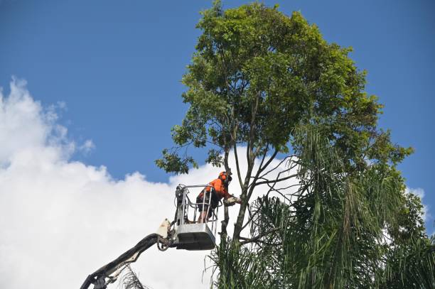 Best Tree Preservation Services  in La Palma, CA