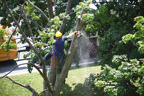 Best Emergency Tree Removal  in La Palma, CA