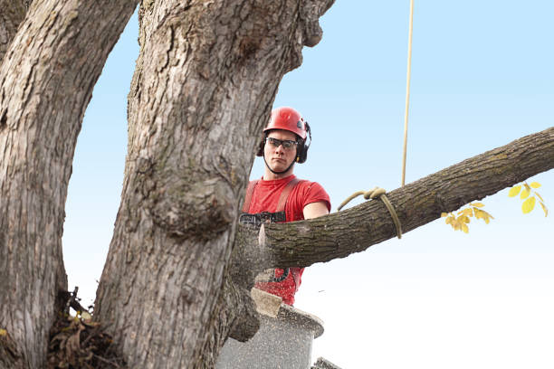 Best Tree Cabling and Bracing  in La Palma, CA